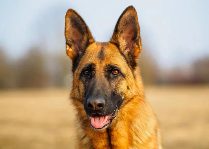 Holiday home Terrace With Lush Garden Voorburg