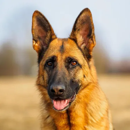 Prázdninový dům Terrace With Lush Garden Voorburg